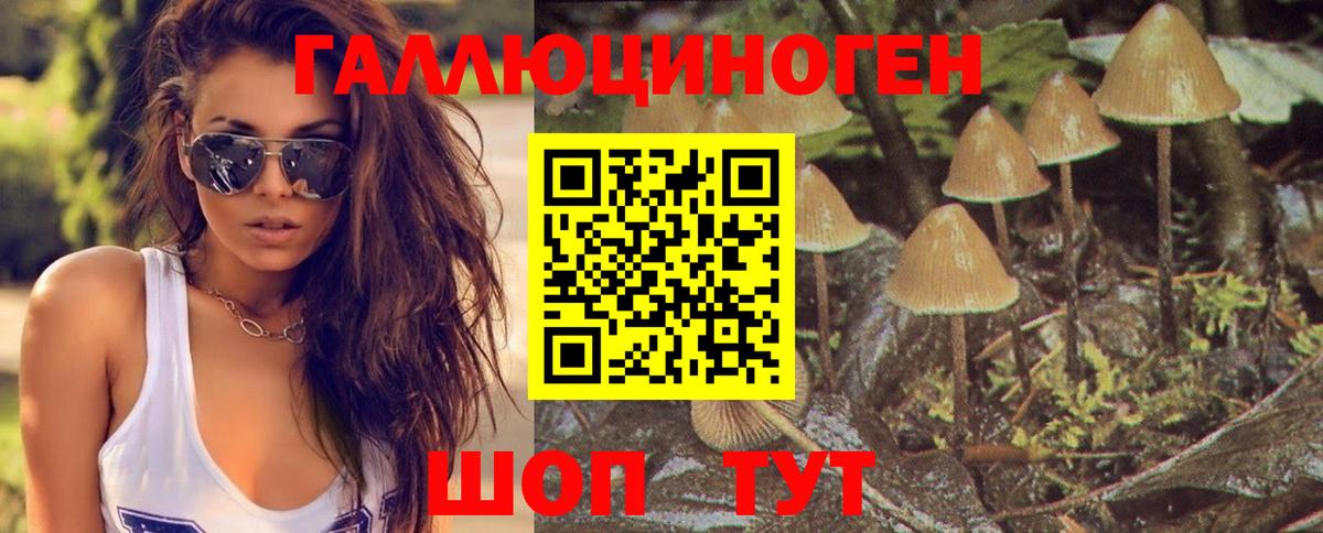 Галлюциногенные грибы Psilocybine cubensis Горячий Ключ